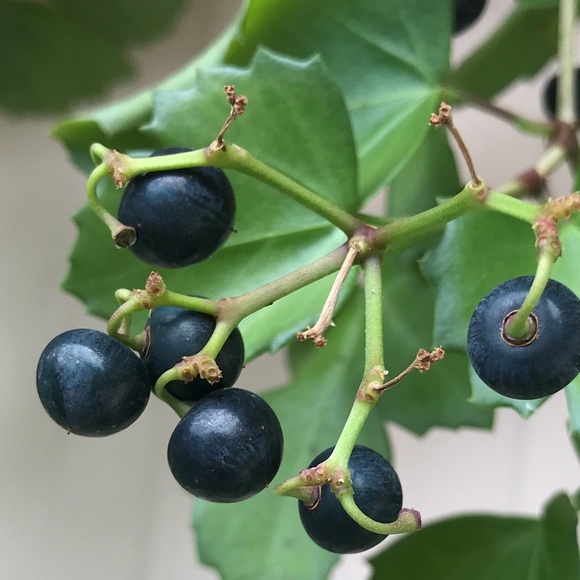 Meet your Posher, Elva - Picture 1 of 1